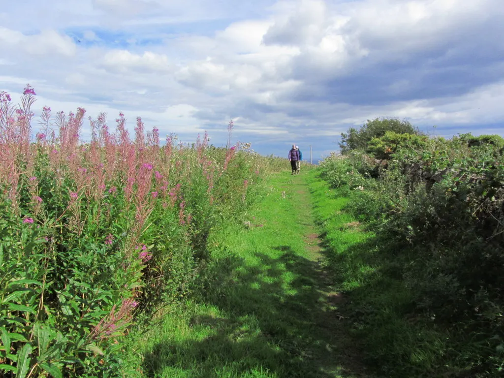 A grassy path between tall pink wildflowers at Burnmouth Hill, with a walker in the distance