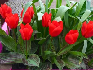 Red tulips in a planter