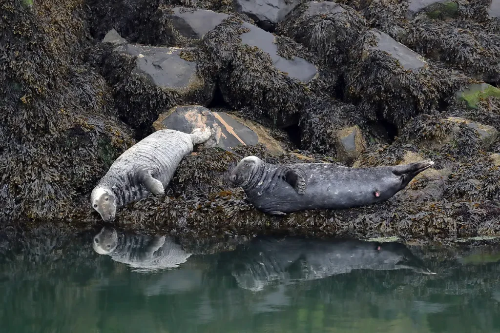Two grey seals resting on seaweed-covered rocks at Eyemouth