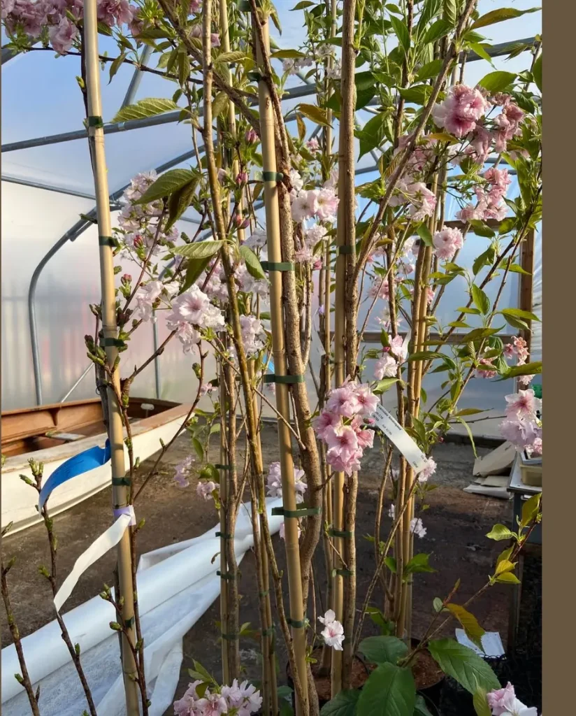 Young cherry trees in blossom, waiting to be planted