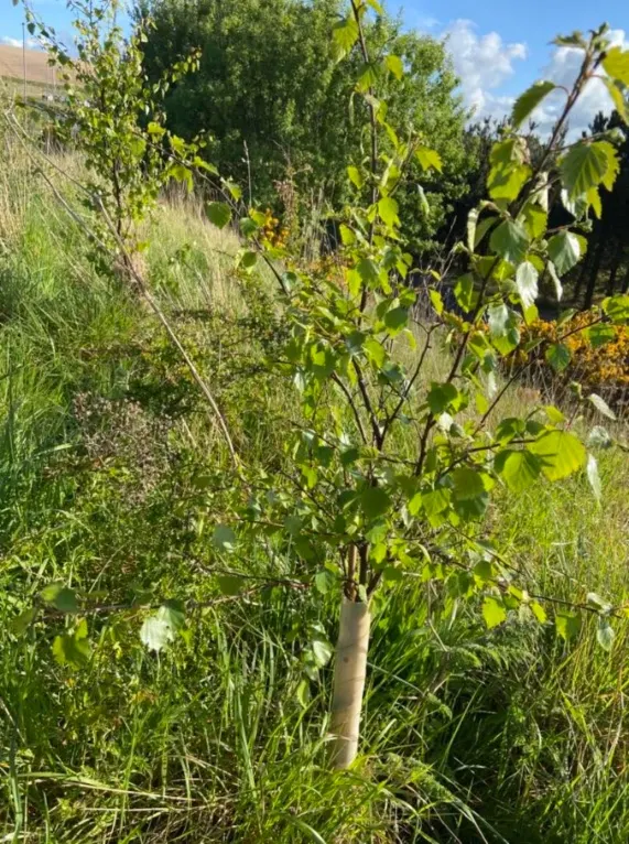 A young tree planted in long grass and wildflowers